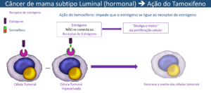 Ação do tamoxifeno impede que o estrógeno se ligue ao receptor de estrógeno impedindo a proliferação celular