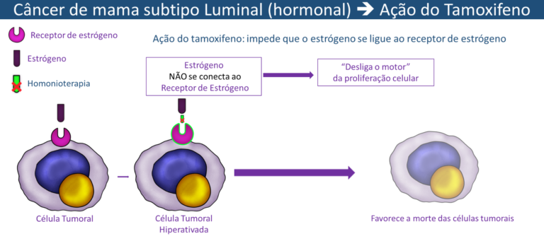 Ação do tamoxifeno impede que o estrógeno se ligue ao receptor de estrógeno impedindo a proliferação celular