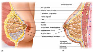 Infográfico apresenta anatomia da mama