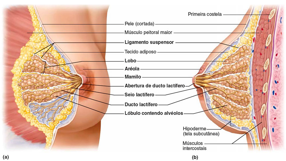 Infográfico apresenta anatomia da mama