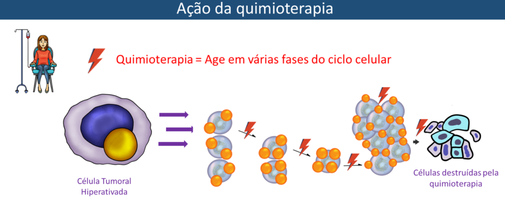 Ação da quimioterapia no ciclo celular