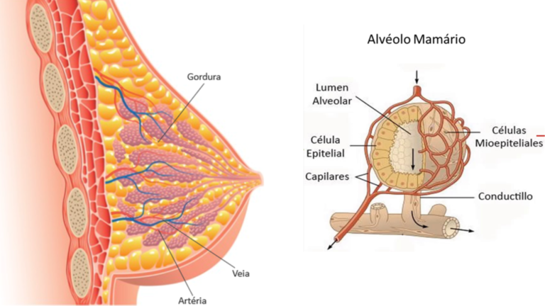 Microestrutura anatomia mama - alvéolos